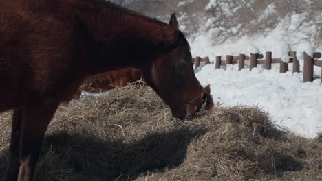 Horses-Eating-or-Grazing-Dry-Hay-in-Winter-Daegwallyeong-Sky-Ranch---head-close-up
