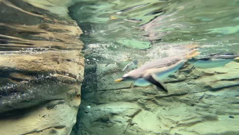 Penguins-aquatic-flightless-birds-swimming-underwater-at-aqua-park-Malaga-Spain