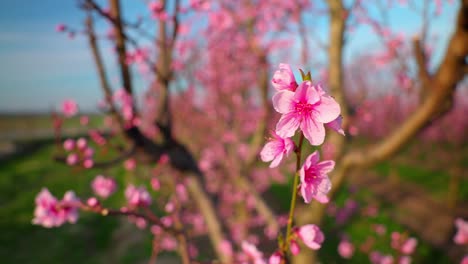 Chinese-Plum-Tree-Blooming-In-Sunlight.-closeup-shot