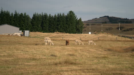 Beobachten-Sie-Die-Alpakas,-Die-Friedlich-Auf-Dem-Gras-Auf-Einer-Offenen-Farm-In-Dunedin,-Neuseeland-Grasen