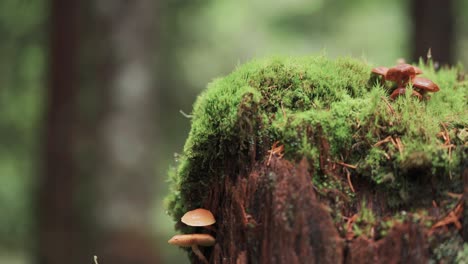 Tiny-mushrooms-grow-on-the-moss-covered-decaying-tree-stump