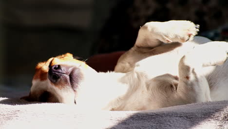 Jack-Russell-lying-on-its-side-fast-asleep-in-afternoon-sun,-low-angle-closeup