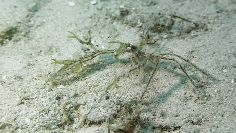 Camouflaged-decorator-crab-crawling-on-ocean-floor,-aquatic-life-in-natural-habitat