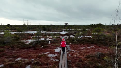 Dolly-shot-of-a-woman-walks-alone-through-a-swamp,-a-wooden-boardwalk-in-spring,-small-trees-can-be-seen-around