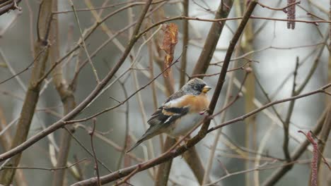 Brambling-birds-perched-on-branch-and-fly-away-on-spring-day