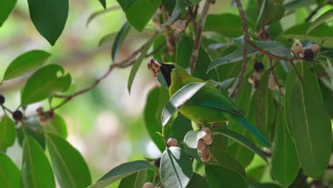 Eating-fruits-while-perched-on-a-branch-of-a-fruiting-tree,-Blue-winged-Leafbird-Chloropsis-moluccensis,-Thailand