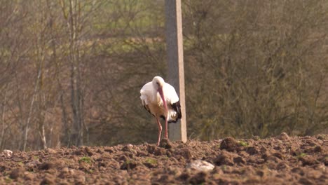 White-stork-walk-on-agricultural-field,-search-and-eat-food-from-fertile-soil