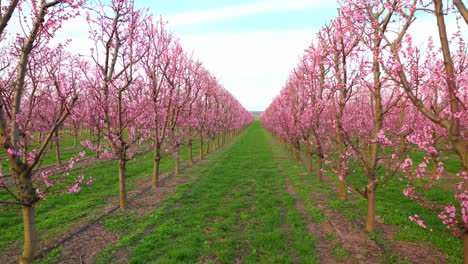 Blühende-Aprikosenbäume-Im-Obstgarten.-Drohnen-Pullback-Aufnahme