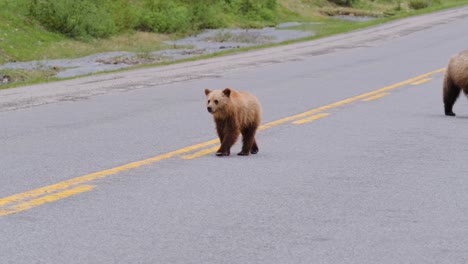 In-Der-Stille-Des-Frühsommers-Führt-Eine-Beschützende-Grizzlybärin-Ihr-Junges-Junges-über-Eine-Verlassene-Bergstraße,-Umgeben-Von-üppigem-Grün.