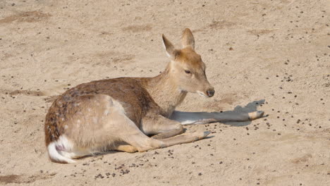 Sika-deer-doe-lying-on-it's-side-stretching-legs-on-dirt-sandy-ground
