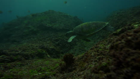 Turtle-rests-at-algae-covered-seafloor-underwater-slow-motion