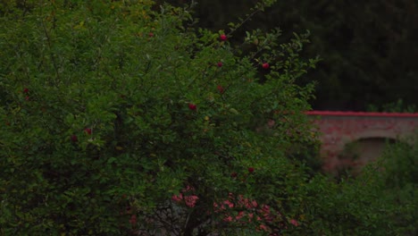 An-Apple-tree-on-a-windy-day-in-autumn,-wit-a-brick-wall-in-the-background