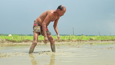 Front-view-of-Indian-senior-male-farmer-working-in-the-agricultural-field-preparing-plowed-land-for-cultivation