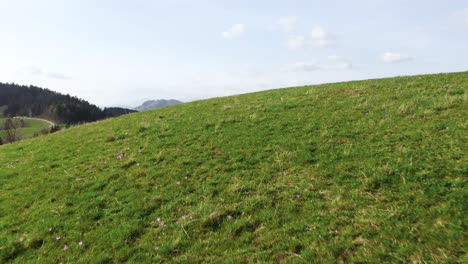 Der-Flug-über-Grüne-Hügel,-Die-Mit-Zarten-Lila-Krokussen-Bedeckt-Sind,-Schafft-Einen-Malerischen-Vordergrund-Für-Die-Entfernte-Schneebedeckte-Alpenkette