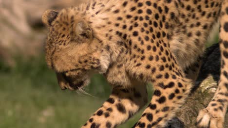 cheetah-sharpening-his-claws-on-a-tree-in-super-slow-motion