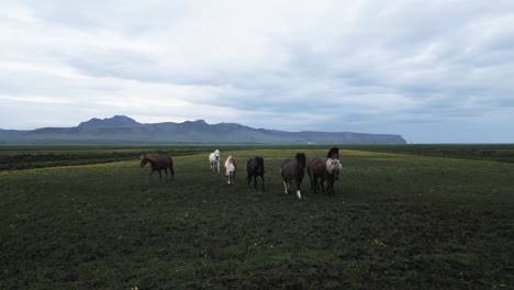 Al-Sur-De-Islandia-Y-Caballos-Nativos-Salvajes-Trotan-Libremente-Juntos