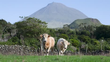 Cows-grazing-on-farmland-meadow-with-Pico-mountain-in-Background,-Azores