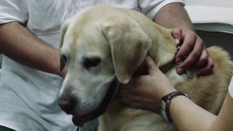 Dog-at-the-vet-held-and-examined,-Golden-Retriever