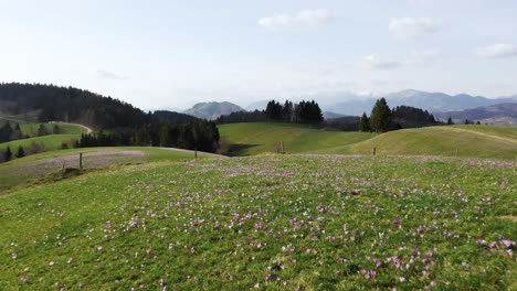 Push-Out-Aufnahme-Eines-Sanften-Hügels,-Gekrönt-Mit-Den-Ersten-Krokussen-Des-Frühlings,-Safran-Mit-Blick-Auf-Eine-Weite,-Ruhige-Landschaft,-Die-Sich-Bis-Zu-Den-Fernen-Bergen-Erstreckt,-Mrzli-Vrh