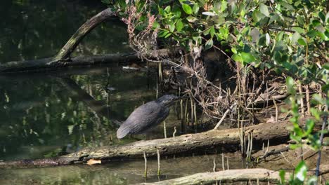 Blick-Tief-In-Den-Wald,-Während-Der-Wind-Weht,-Streifenreiher-Butorides-Striata,-Thailand