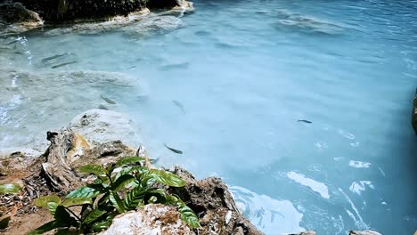 Süßwasserfische-Schwimmen-Im-Klaren-Blauen-Wasser-Der-Erawan-Wasserfälle-In-Einem-Nationalpark-In-Kanchanaburi-In-Thailand