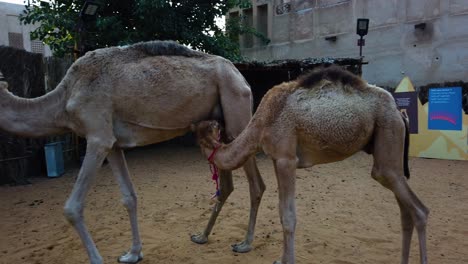 Kamelmutter-Und-Kamelbaby-Noorah-Und-Asoof,-Im-Rahmen-Des-Scheich-Mohammed-Bin-Rashid-Al-Maktoum-Centre-For-Cultural-Centre-Cultural-Tours,-Historisches-Viertel-Al-Fahidi,-Deira-Dubai