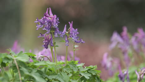 Der-Zarte-Lila-Vogel-In-Einem-Busch-Wilde-Blume-Auf-Dem-Waldboden-In-Worcestershire,-England