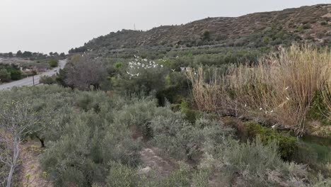 Aerial-drone-view-of-a-herd-of-white-herons-approaching-flying-from-a-tree