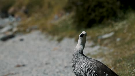 Male-Upland-Goose-In-Tierra-del-Fuego-Archipelago,-Argentina