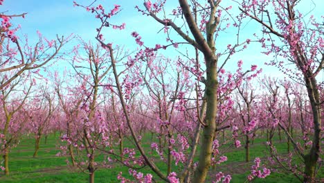 Flowering-Apricot-Trees-With-Pink-Blossoms-In-Orchard