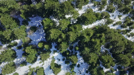 Eine-Verschneite-Waldlandschaft-Mit-Grünen-Bäumen,-Die-Hindurchragen,-Luftaufnahme