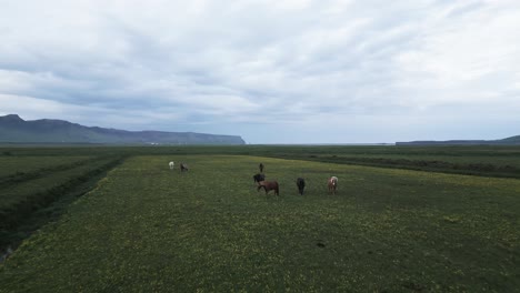 Los-Caballos-Islandeses-Caminan-Hacia-La-Cámara-Que-Revela-Los-Campos-De-La-Pradera-De-Vik.