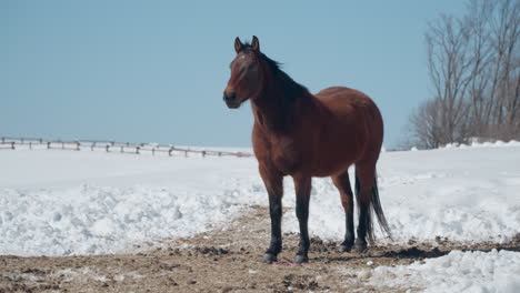Brown-Horse-in-Snow-capped-Daegwallyeong-Sky-Ranch-in-Winter-on-Sunny-Day