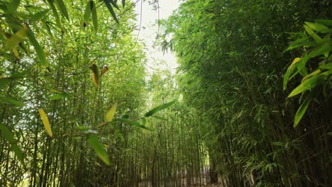 Tracking-out-shot-through-Lush-bamboo-forest-in-Slow-motion