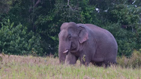La-Cámara-Se-Aleja-Cuando-Este-Elefante-Lleva-Comida-A-La-Boca-Con-Su-Trompa,-Elefante-Indio-Elephas-Maximus-Indicus,-Tailandia