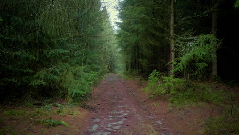 Grüner-Wald-Im-Frühling-Mit-Nadelbäumen