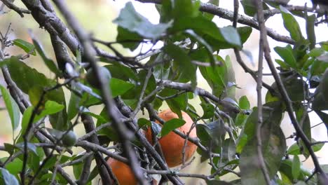 Sharpening-its-bill,-the-lesser-kiskadee-is-perching-on-a-twig-of-a-citrus-tree,-in-an-orchard-located-in-Colombia-in-South-America