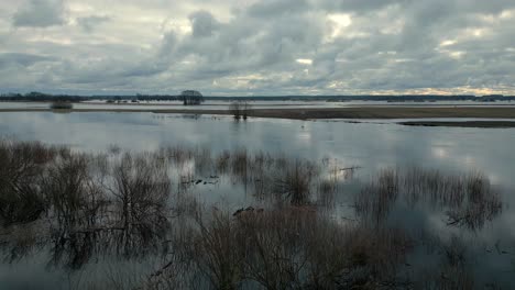 Volando-Sobre-Arbustos-Sumergidos-En-Agua-De-Inundación-En-Polonia