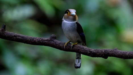 Die-Kamera-Zoomt-Heran,-Als-Dieser-Weibliche-Vogel-Ein-Insekt-Im-Maul-Hält,-Um-Es-Seinen-Nestlingen-Zu-Bringen,-Dem-Gebänderten-Eisvogel-Lacedo-Pulchella,-Thailand