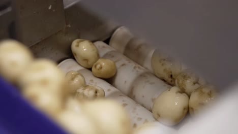 Close-up-shot-potatoes-are-moving-on-a-conveyor