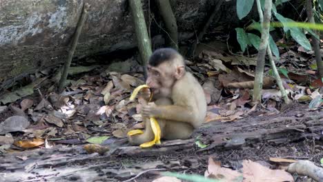 Macaco-Coleta-Joven-Disfrutando-De-La-Fruta-En-El-Parque-Nacional-De-Leuser,-Sumatra