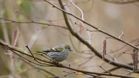 Female-Eurasian-Siskin-bird-perches-on-branch-and-alerted-fly-away,-spring-day