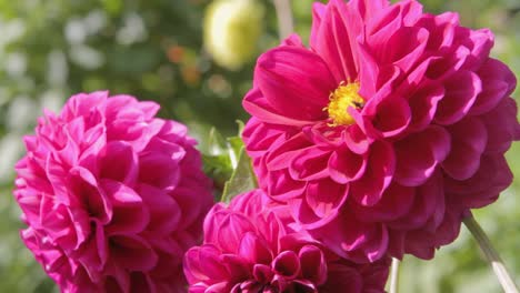 Bright-pink-dahlias-with-a-visiting-bee-on-a-sunny-day,-vibrant-colors-and-natural-setting