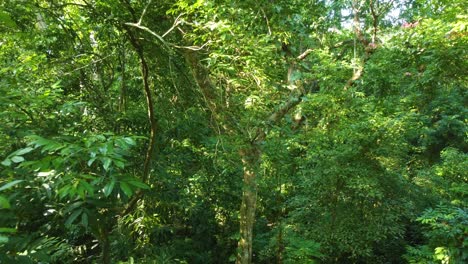 Aerial-drone-shot-passing-through-trees-and-dense-vegetation-of-a-tropical-forest-in-Minca,-Columbia