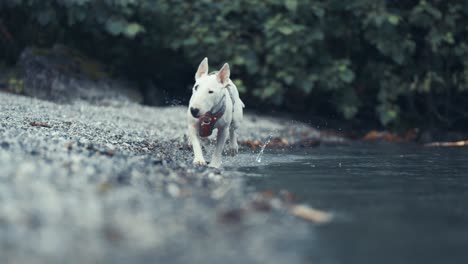 A-small-agile-white-terrier-runs-along-the-water's-edge-on-the-pebble-beach