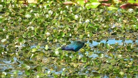 Gallinule-Púrpura-Comiendo-En-Aguas-Poco-Profundas,-Humedales-Soleados-De-Florida-Con-Vegetación-4k