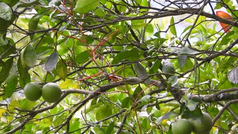 Ein-Kleiner-Gelbschnabel-Königsgrasmücke-(Pitangus-Lictor)-Hüpft-Von-Einem-Ast-Zum-Anderen-Eines-Zitrusbaums-In-Einem-Obstgarten-Im-Kaffeedreieck---Nationalpark-Los-Nevados-In-Kolumbien