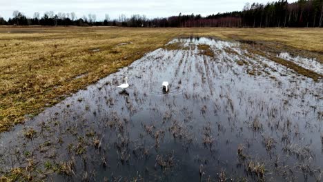 Aerial-Orbit-Pan-Shot-rural-scene-with-two-swans-in-a-flooded-field,-with-trees-and-a-cloudy-sky-in-the-background-flooded-field-with-green-grass-at-the-edges