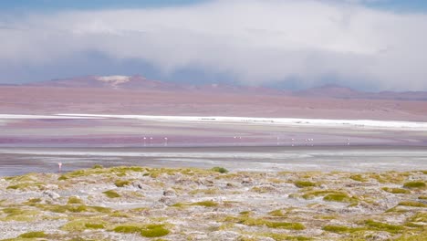 Flamencos-En-La-Colorida-Laguna-Colorada,-Bolivia-Con-Un-Vasto-Y-Montañoso-Telón-De-Fondo