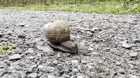 Große-Braune-Schnecke-Kriecht-Auf-Der-Steinigen-Straße,-Nahaufnahme